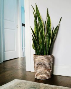 Sansevieria o Espada de San Jorge