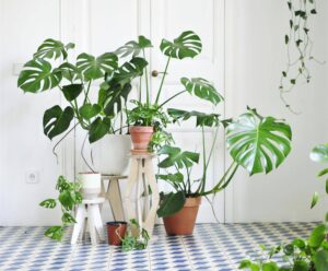 Monstera